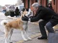 Immagine tratta dal film HACHIKO - IL TUO MIGLIORE AMICO