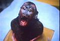 Immagine tratta dal film MONKEY SHINES - ESPERIMENTO NEL TERRORE