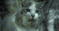 Immagine tratta dal film MRS ASHBORO'S CAT - GHOST CAT