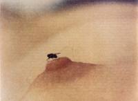 locandina del film FLY