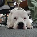 Immagine tratta dal film BOMBON - EL PERRO