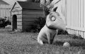 Immagine tratta dal film FRANKENWEENIE