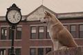 Immagine tratta dal film HACHIKO - IL TUO MIGLIORE AMICO