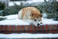 Immagine tratta dal film HACHIKO - IL TUO MIGLIORE AMICO