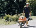 Immagine tratta dal film IL MIO AMICO GIARDINIERE