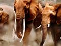 Immagine tratta dal film SOGNANDO L'AFRICA