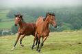 Immagine tratta dal film WAR HORSE